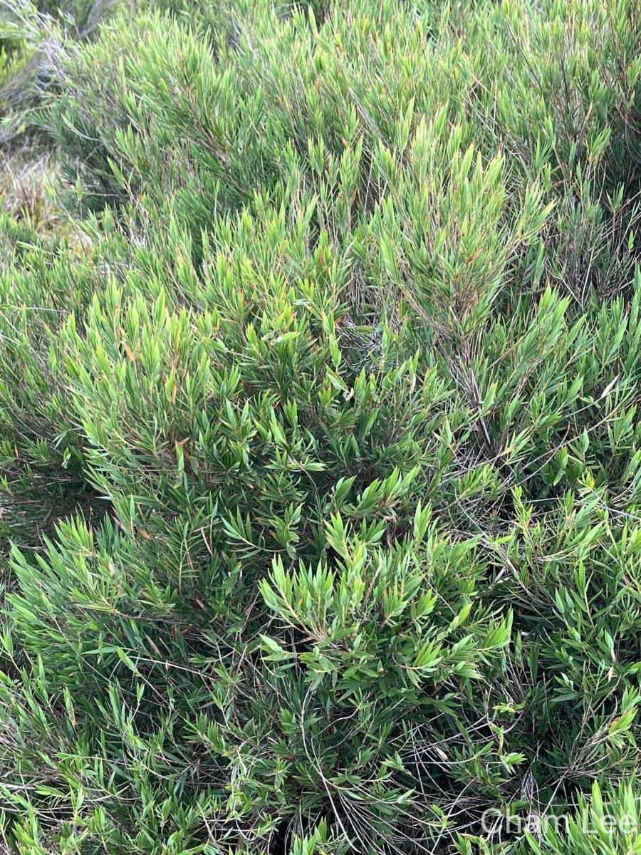Kuruna densifolia (Munro) Attigala, Kathriarachchi & L. G. Clark